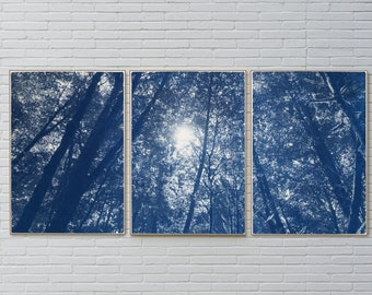 Looking Up at The Trees / Cyanotype Print on Watercolor Paper / 2021