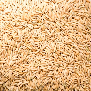 Cat Oat Grass Seeds Non GMO Organic Dog Rabbit Rodent Chickens image 3