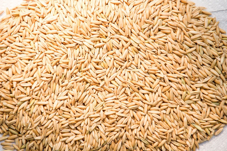 Cat Oat Grass Seeds Non GMO Organic Dog Rabbit Rodent Chickens image 3