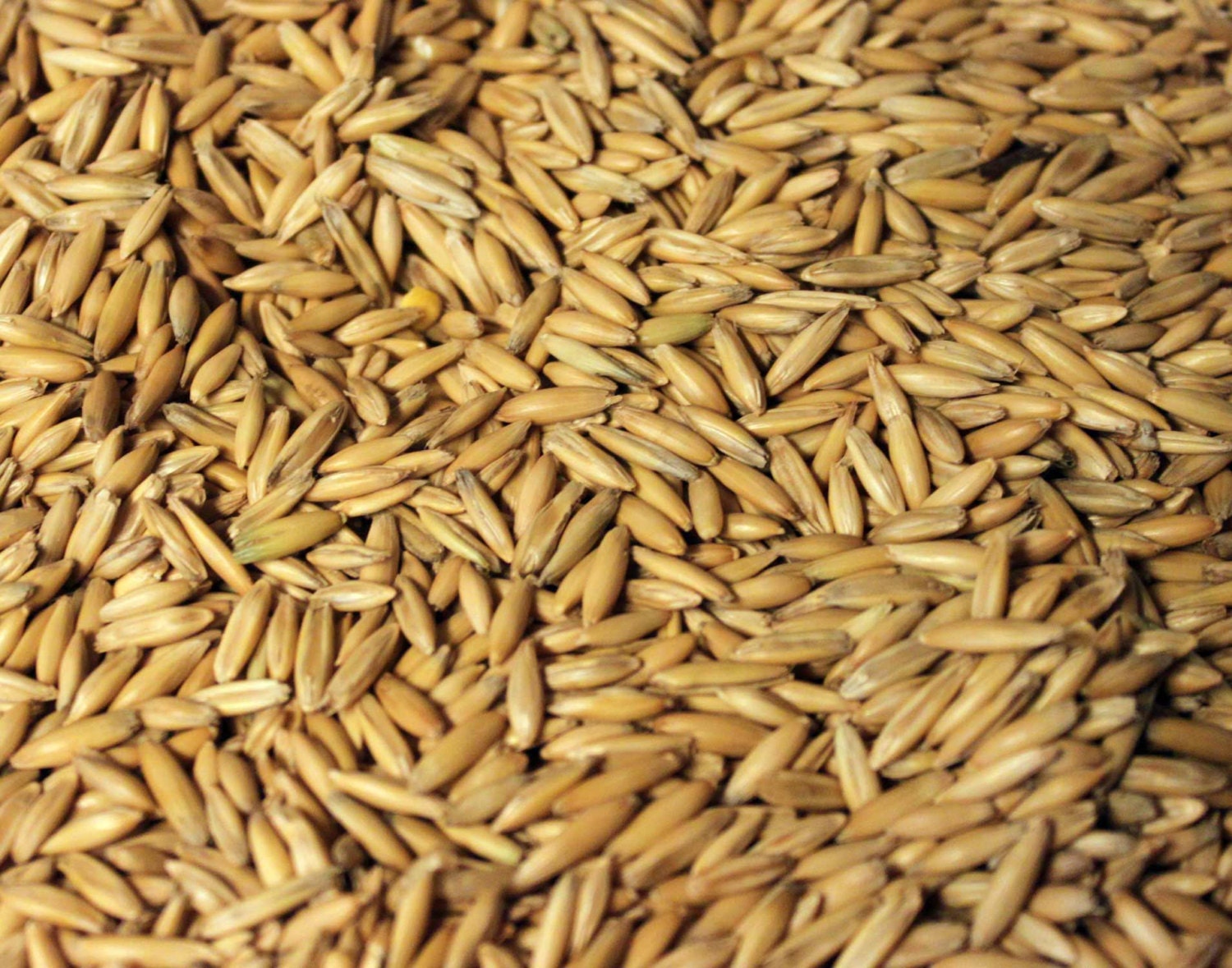 Cat Oat Grass Seeds Non GMO Organic Dog Rabbit Rodent Etsy