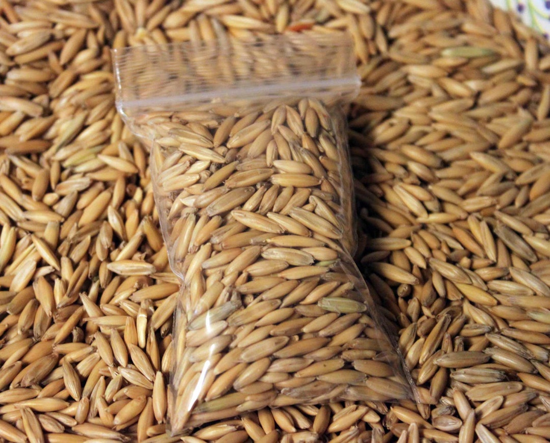 Cat Oat Grass Seeds Non GMO Organic Dog Rabbit Rodent Chickens Etsy