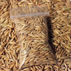 Cat Oat Grass Seeds Non GMO Organic Dog Rabbit Rodent Chickens image 1