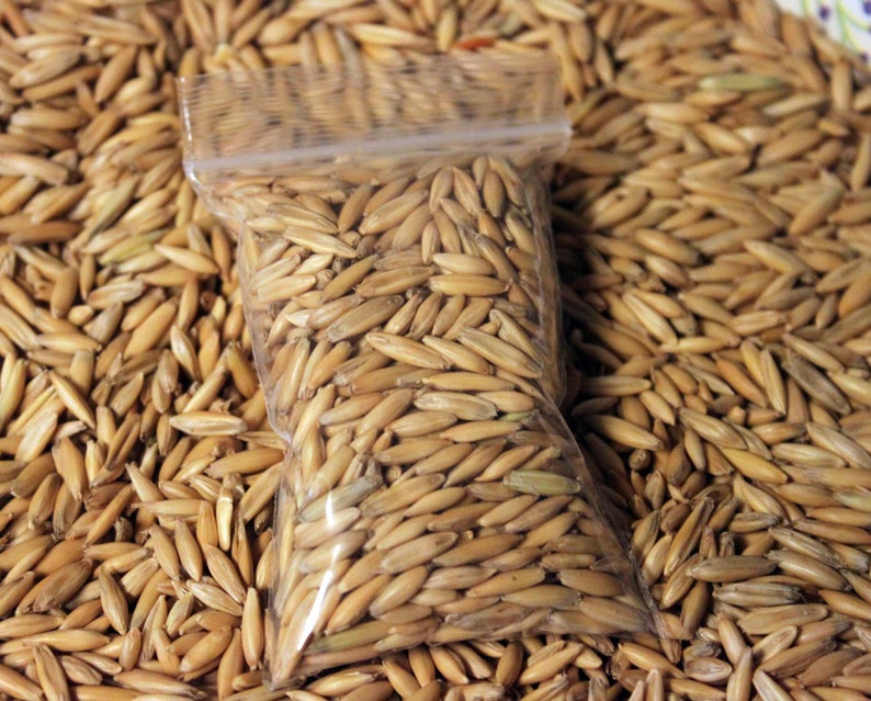 Cat Oat Grass Seeds Non GMO Organic Dog Rabbit Rodent Chickens image 1