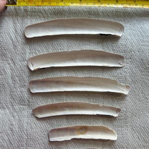 Razor Clams