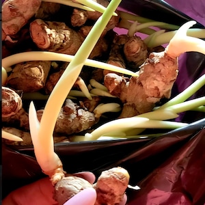 May include: Close-up of fresh ginger rhizomes with green shoots emerging from a black bag. The ginger has a light brown color and a textured surface. The shoots are pale green and white.