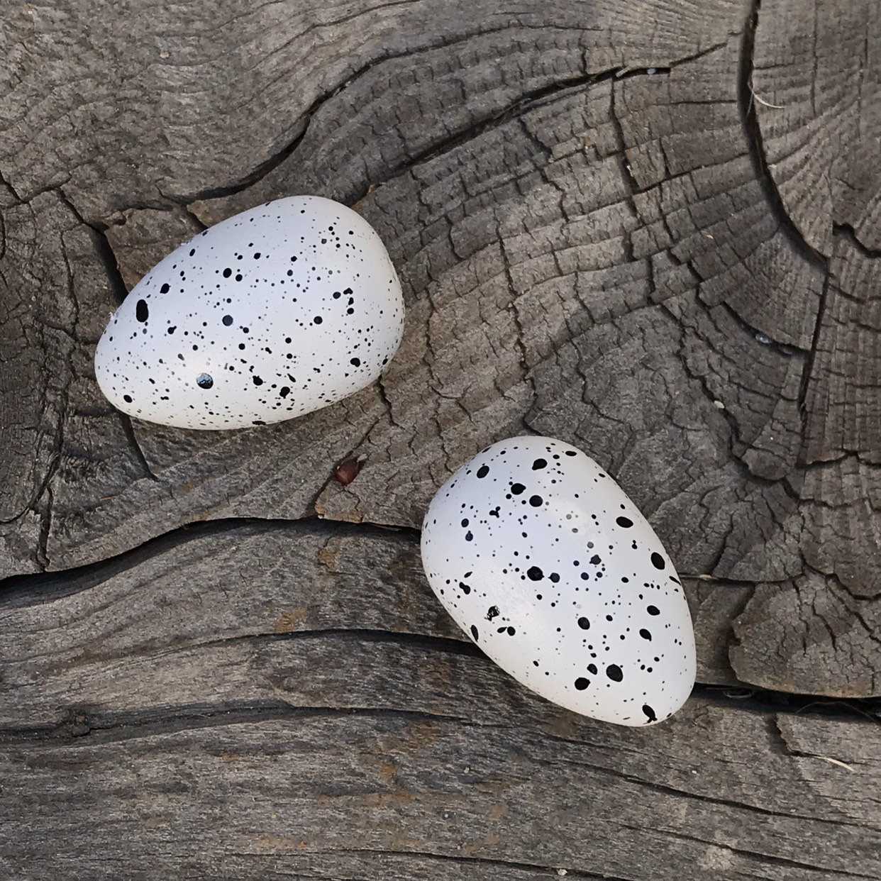 White Speckled Wood Bird Eggs in White with Black Speckles | Etsy