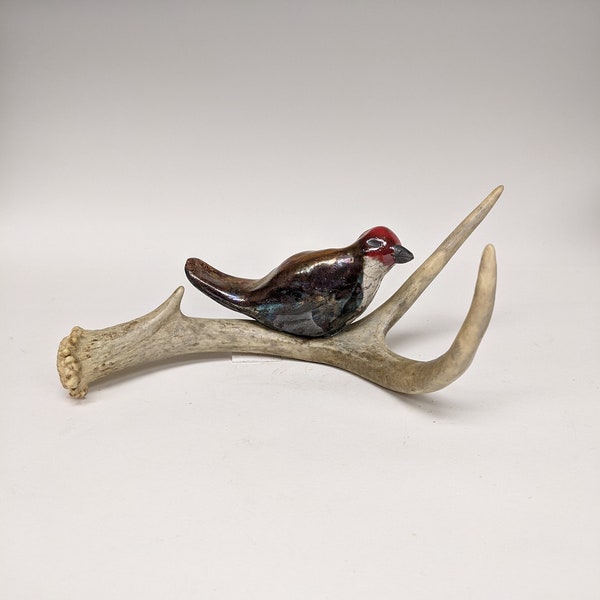 Ceramic bird, bird on antler, Raku bird, Raku ceramic bird, bird sculpture, antler, handmade ceramics, Raku, ceramics, bird