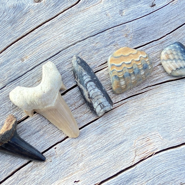 Fossils - Fossilized Shark Tooth, Orthoceras, & Fossil Clam Shell Specimens - Earth Connection, Grounding, Embrace Change, Security, Success