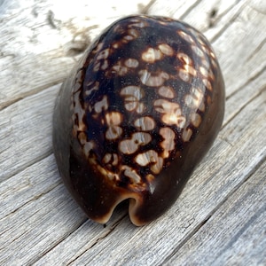貝殻 タカラガイ タカラガイ 貝殻 Histrio Rusty Cowries I found in