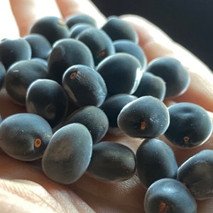 Mgambo Seeds UNDRILLED | Hawaiian Velvet Pearls | Natural, Raw, Soft, Furry | Fresh Harvested | Grown on Big Island, Hawaii
