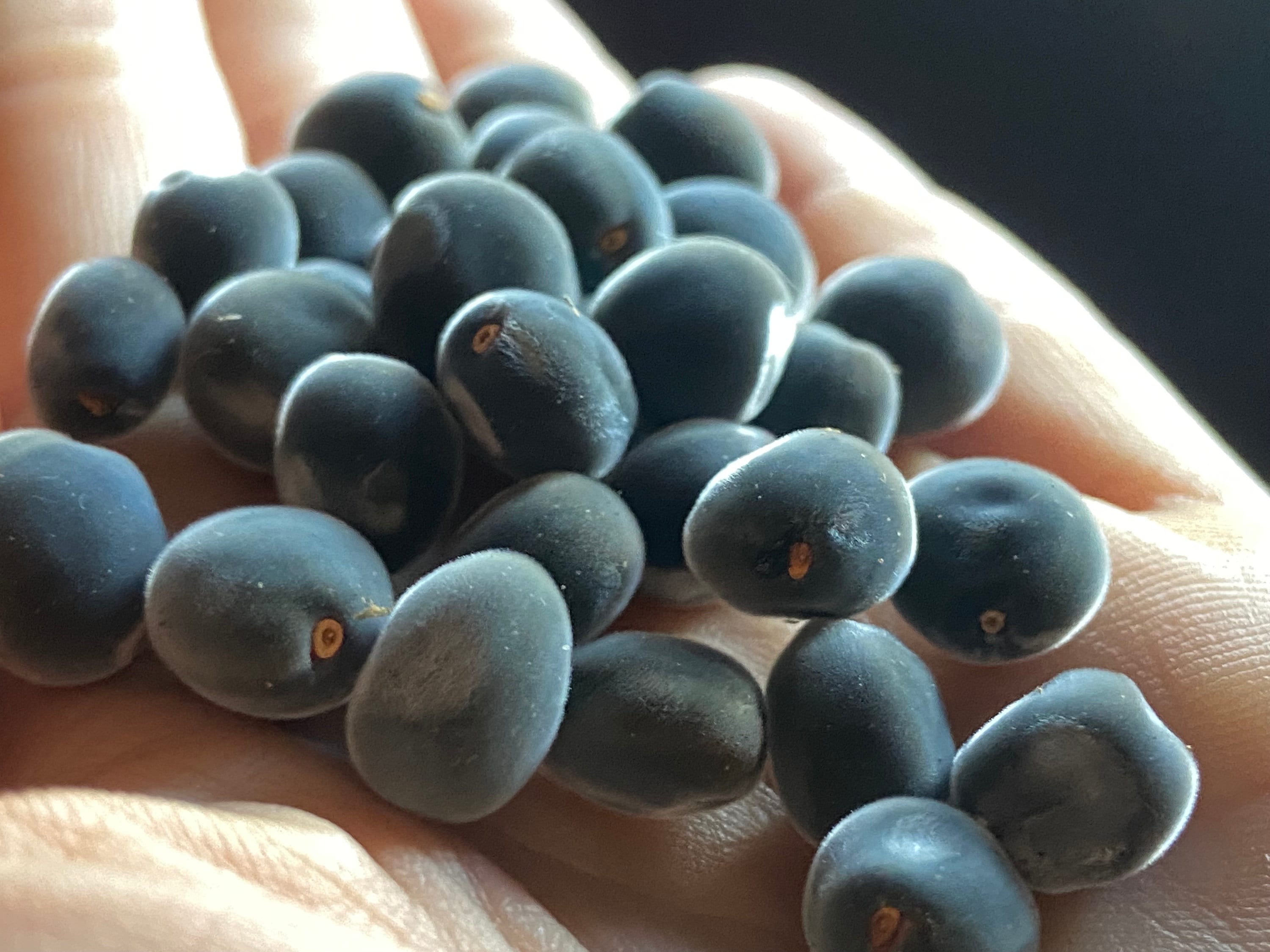 SALE! Mgambo Seeds | Hawaiian Velvet Pearls | Undrilled SALE! Mgambo Seeds | Hawaiian Velvet Pearls | Undrilled