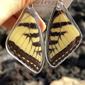 Real Butterfly Wing Earrings | Sterling Silver | Eastern Tiger Swallowtail (Papilio Glaucus) | Black & Yellow | Symbol of New Beginnings