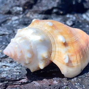 Hemifusus Conchilidium - Collectible Shell Specimen, Large Shell, Golden Shell