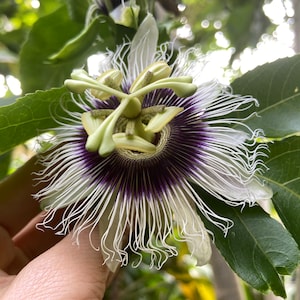 Hawaiian Passionflower Leaf Powder - Passiflora Edulis - Relaxing, Sleep Aid, Insomnia Relief - For Tea & Tincture - Organically Grown