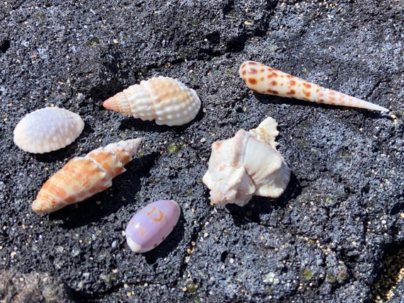 Small Shells for Crafts, Jewelry, Terrarium, Art Collectors Shells, Shell  Collection, Collectible Shells, Beautiful, Rare, Small Shells 