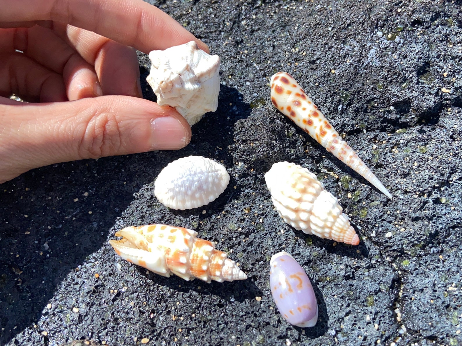 Small Shells for Crafts, Jewelry, Terrarium, Art - Collector’s Shells ...