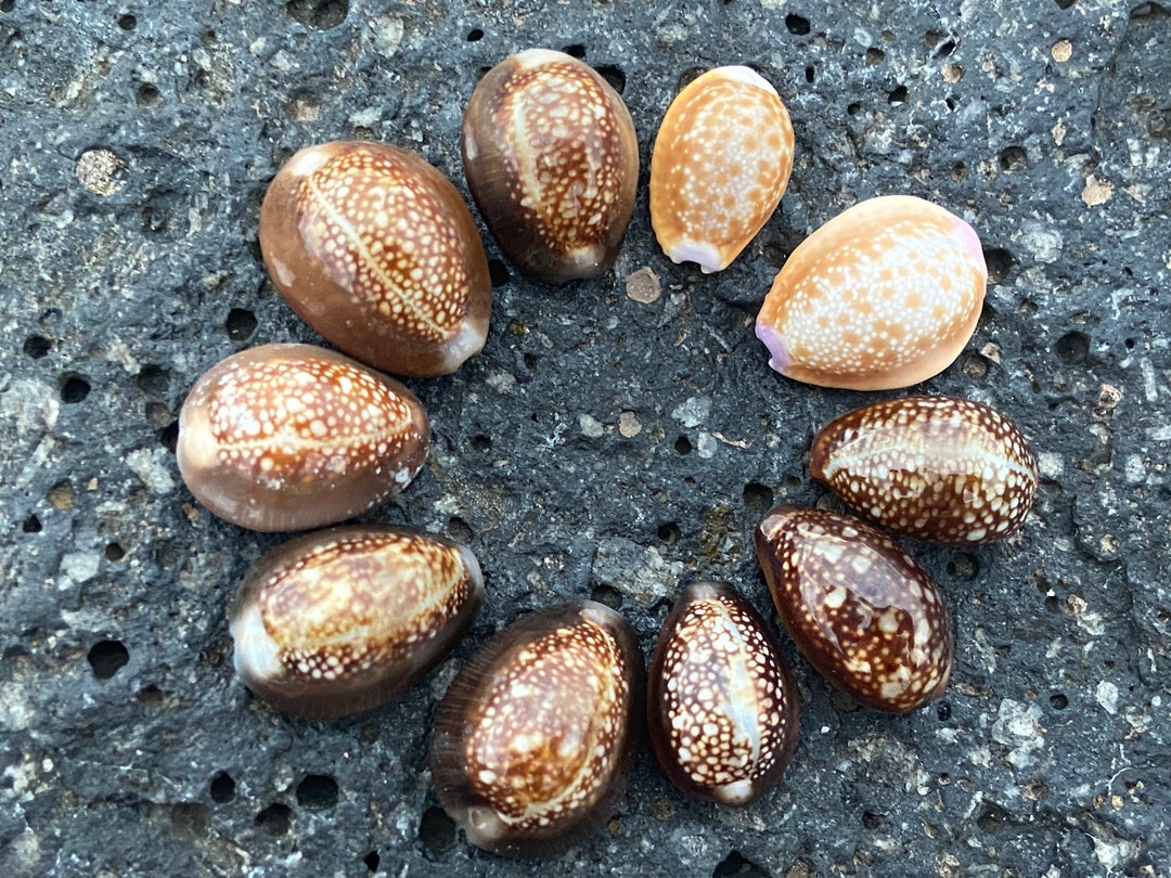 Small Hawaiian Cowrie Shells Shiny, Perfect, Jewelry Grade, High