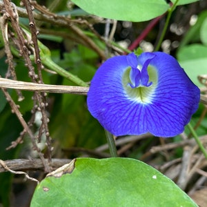 Butterfly Pea Flower Seeds - 10 zaden - biologische Hawaiiaanse blauwe thee, Clitoria Ternitea, antioxidant, genezing, zenuwstelsel Kalmerend, rustgevend