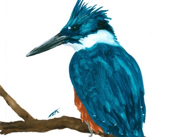 Kingfisher Bird on Branch Fine Art Print 5 x 7 Inches