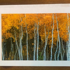 Cartão de felicitações fotográfico Montana Aspen Stand 5 X 7 em branco por dentro