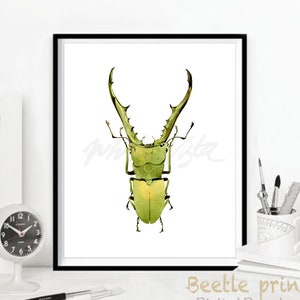 Beetle water color art prints , stag beetle wood beetles, bug watercolor art  insect watercolour beetle illustration, DIGITAL DOWNLOAD (11)