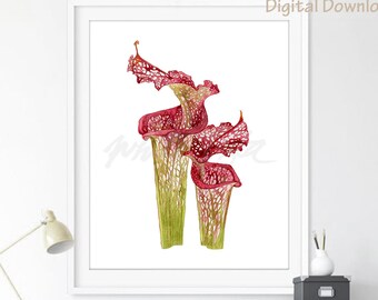 Pitcher Plant botanical Watercolor Printable botanical Canivous illustration home decor Venus flytrap painting illustration DIGITAL DOWNLOAD