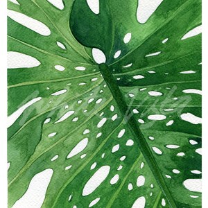 K&ouml;nnte beinhalten: Nahaufnahme eines gro&szlig;en, gr&uuml;nen Monstera-Blattes mit L&ouml;chern. Das Blatt ist in Aquarelltechnik gemalt, mit Gr&uuml;nt&ouml;nen und Wei&szlig;.