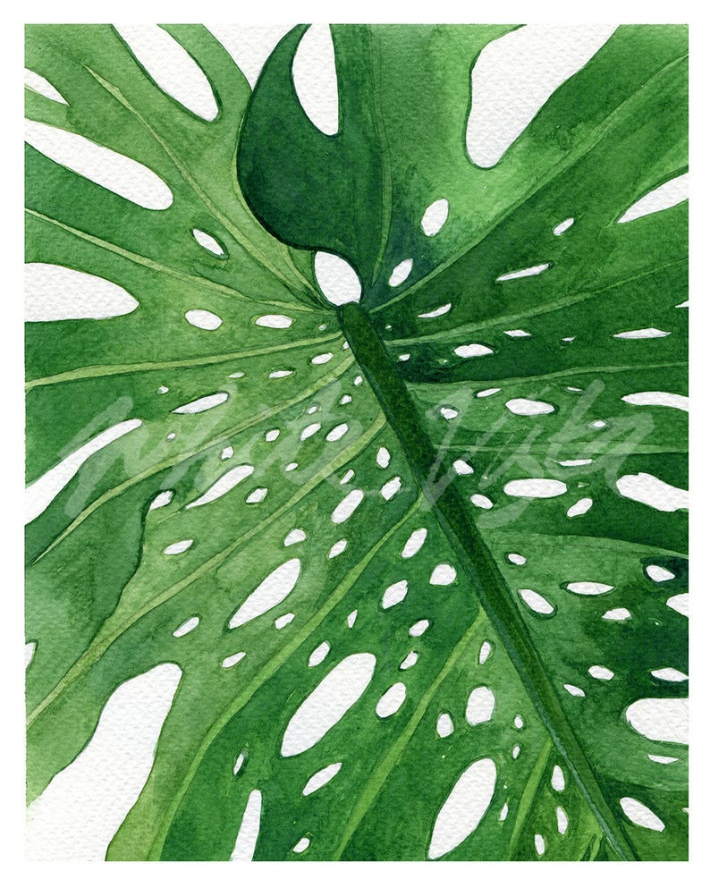 K&ouml;nnte beinhalten: Nahaufnahme eines gro&szlig;en, gr&uuml;nen Monstera-Blattes mit L&ouml;chern. Das Blatt ist in Aquarelltechnik gemalt, mit Gr&uuml;nt&ouml;nen und Wei&szlig;.