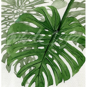 K&ouml;nnte beinhalten: Ein Aquarellbild eines gro&szlig;en, gr&uuml;nen Monstera-Blattes mit L&ouml;chern. Das Blatt &uuml;berlappt teilweise ein kleineres, hellgr&uuml;nes Monstera-Blatt.