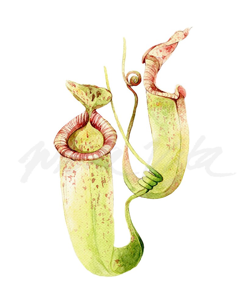 Pitcher Plants Watercolour Art Prints Flytrap Botanical Etsy