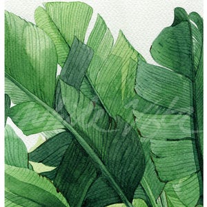 K&ouml;nnte beinhalten: Aquarellmalerei von &uuml;ppigen gr&uuml;nen Bananenbl&auml;ttern vor wei&szlig;em Hintergrund.