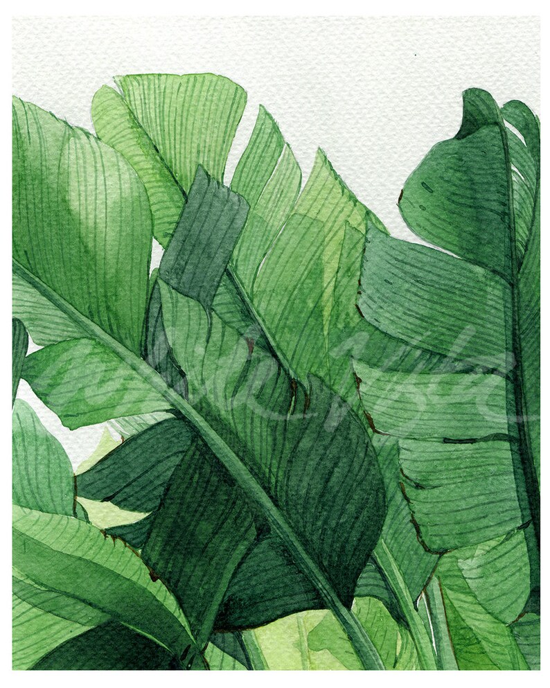 K&ouml;nnte beinhalten: Aquarellmalerei von &uuml;ppigen gr&uuml;nen Bananenbl&auml;ttern vor wei&szlig;em Hintergrund.