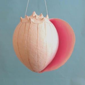 May include: A hanging decorative shell ornament featuring a textured, pale peach exterior with vertical line detailing and a scalloped top edge. The interior of the shell is painted in a vibrant, solid pink hue, suspended by thin white strings.