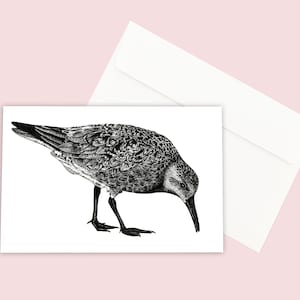 Red Knot Shorebird - Cartão Ilustrado