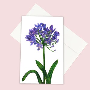 Agapanthus - Geïllustreerde wenskaart