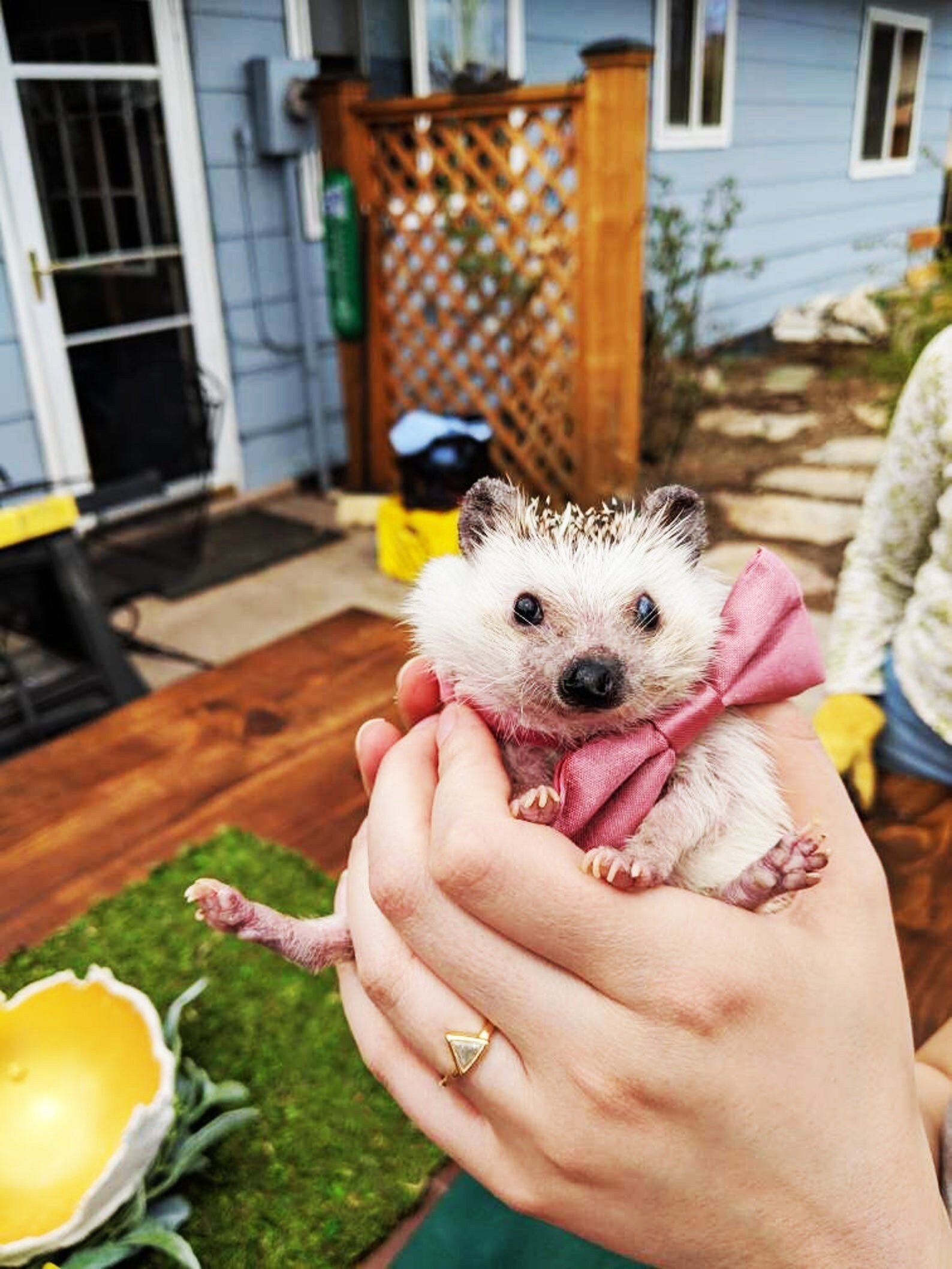 Hedgehog Gift Pet Accessories Pet Bow Tie Pet Accessories - Etsy Singapore