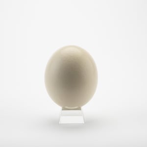 Authentic Ostrich Eggshell by American Ostrich Farms