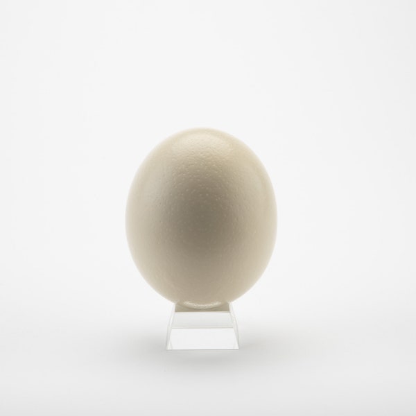 Authentic Ostrich Eggshell by American Ostrich Farms