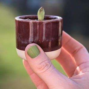 May include: A small, dark brown ceramic pot with a white base, holding a sprouting plant. The pot is held in a hand with green nail polish, set against a blurred green background. A miniature plant pot.