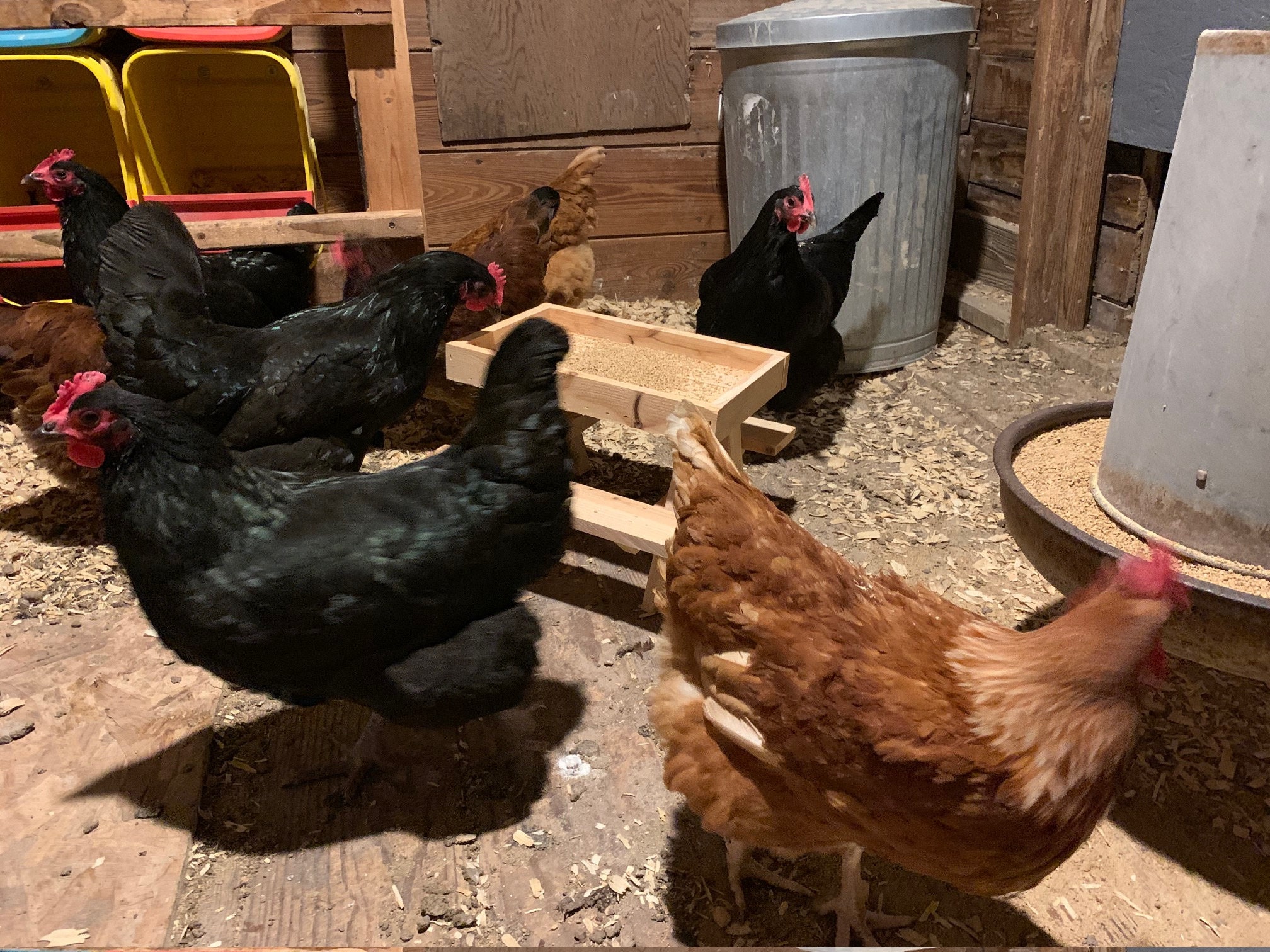 Chicknic Picnic Table for Chickens Etsy