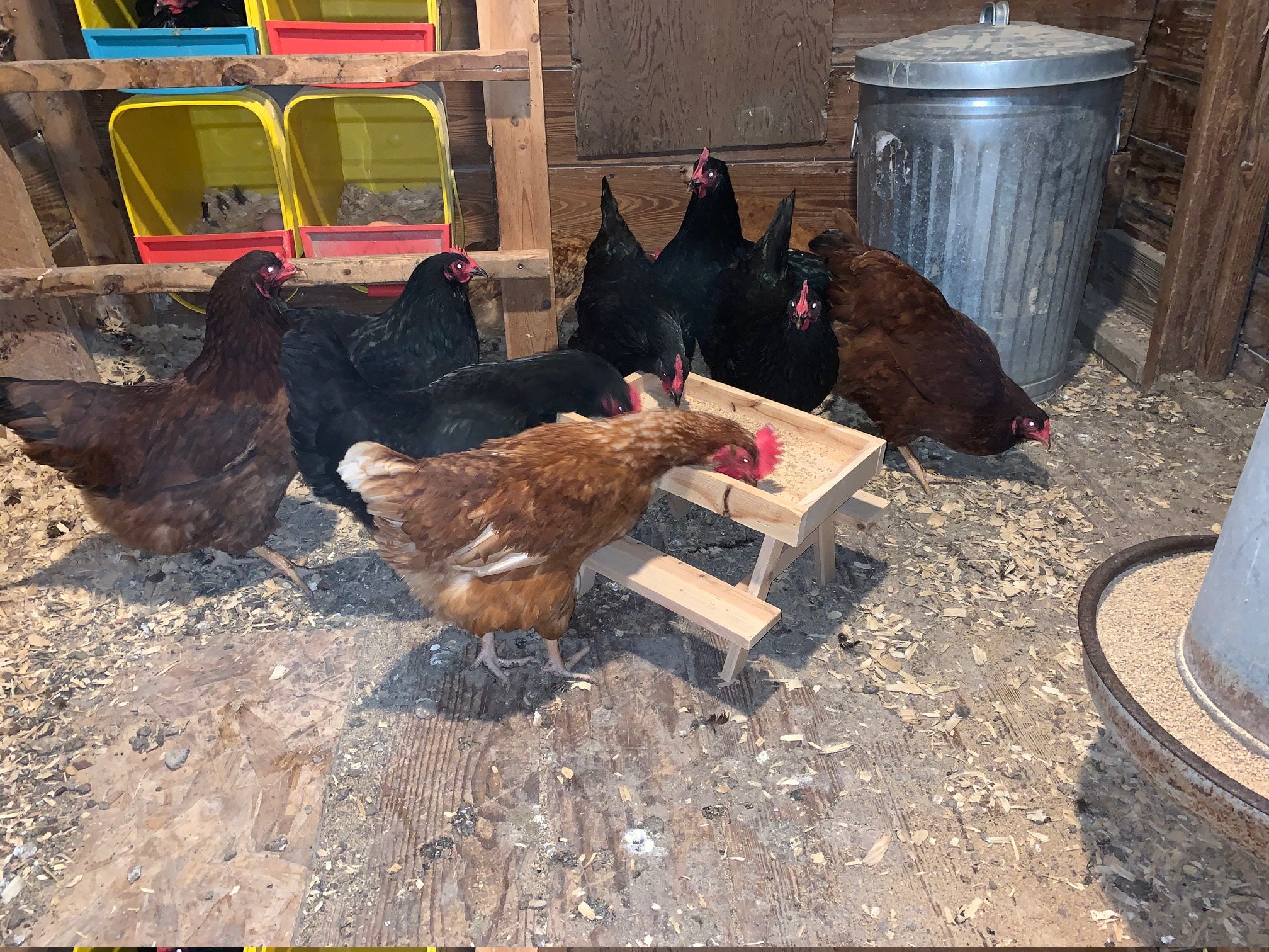 Chicknic Picnic Table for Chickens Etsy
