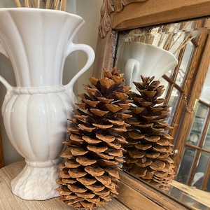 Large Sugar Pine Cone Great For Crafting, Wreath Making, Home Decor, Farmhouse Style, Country Cottage Homes and Crafts with Wire