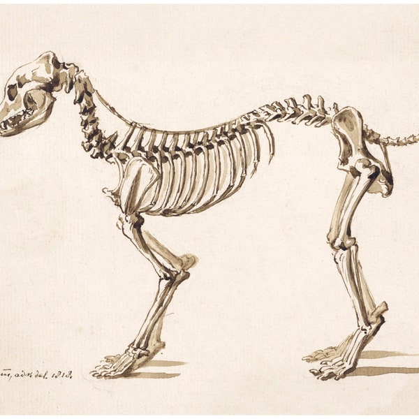 Skeleton of a dog | Light Academia aesthetic | Vintage canine anatomy print | Antique bones | Skeleton wall art | Veterinarian/doctor gift