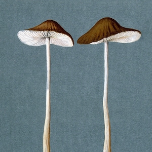 Vintage mushroom art print | Fungus, fungi illustration | Antique botanical print | Natural History wall art | Light and dark academia