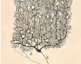 Vintage neuron drawing | Santiago Ramón y Cajal | Light Academia | Antique anatomical illustration | Neuroscience & Biology | Spanish artist