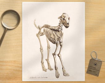 Vintage Dog Skeleton Print: Canine Anatomy Wall Art