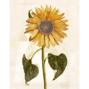 Ancient Vintage sunflower | 17th century Giclée fine art print | Golden flower | Modern Vintage decor | Eco-friendly gift