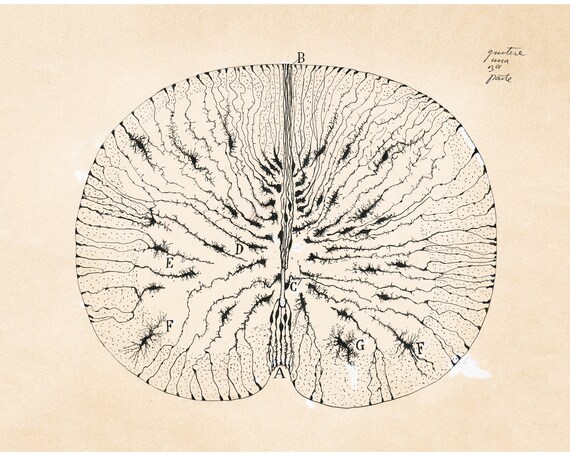 Thought you might like this  Anatomia do gato, Illustration