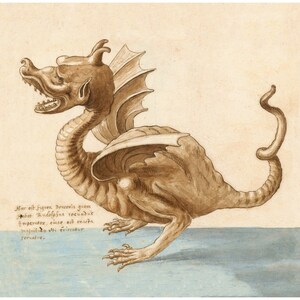 Vintage dragon drawing | Antique Dracke, Draco | 16th cent Latin text | Medieval natural history | Fantasy wall art | Ancient beastiary