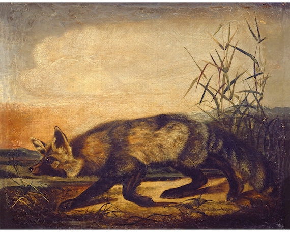 Vintage Fox Print